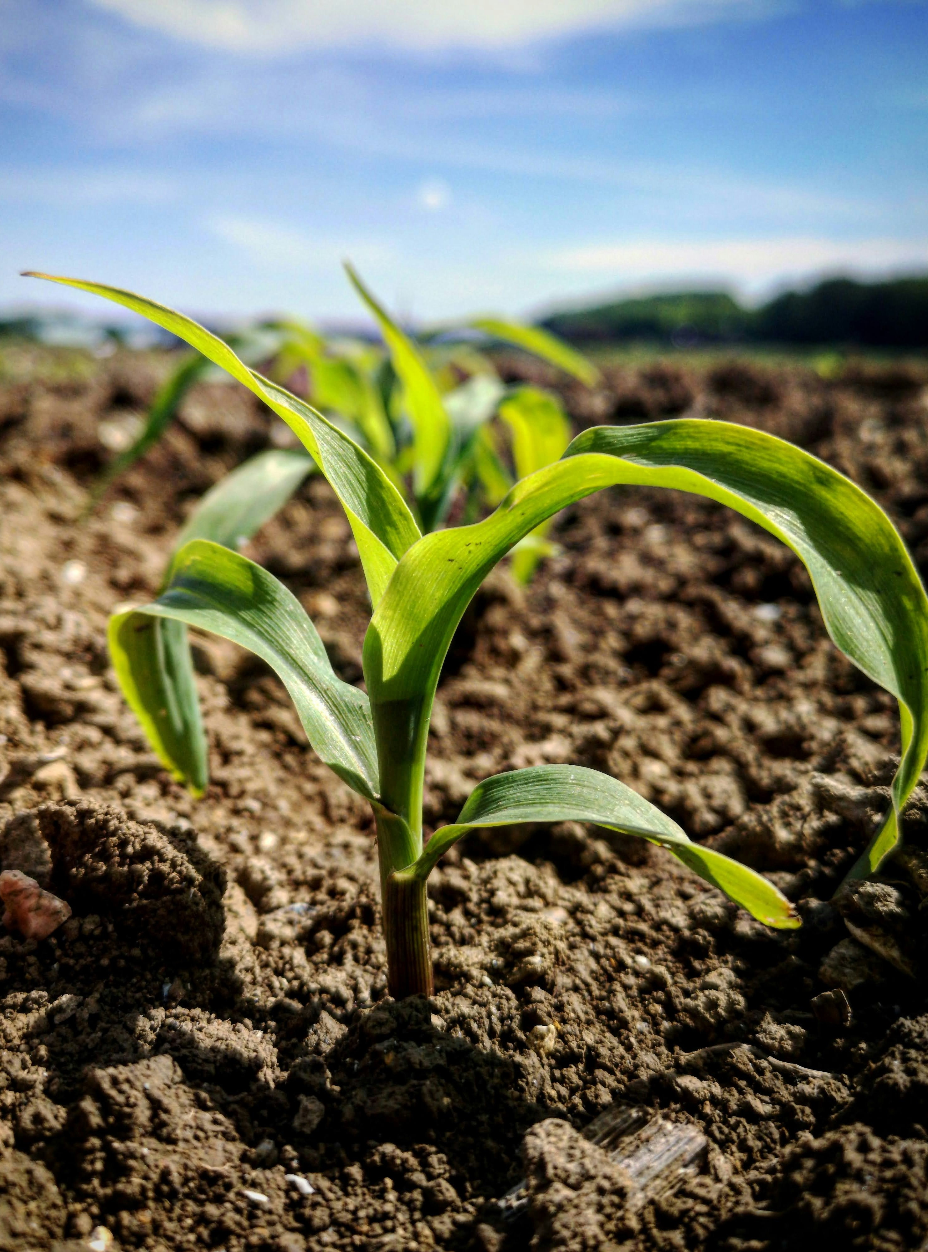 Cosecha en campo agrícola moderno